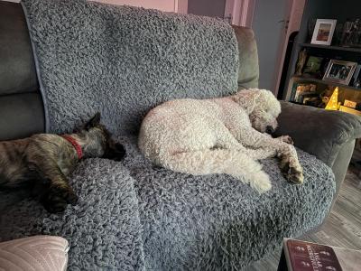Marvelous Milo the Goldendoodle available for stud in Meath