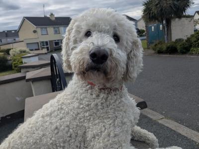 Marvelous Milo the Goldendoodle available for stud in Meath