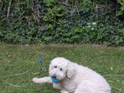 Marvelous Milo the Goldendoodle available for stud in Meath