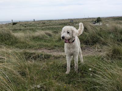 Marvelous Milo the Goldendoodle available for stud in Meath