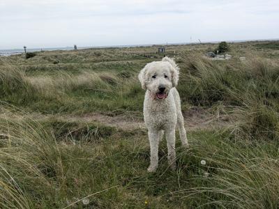 Marvelous Milo the Goldendoodle available for stud in Meath