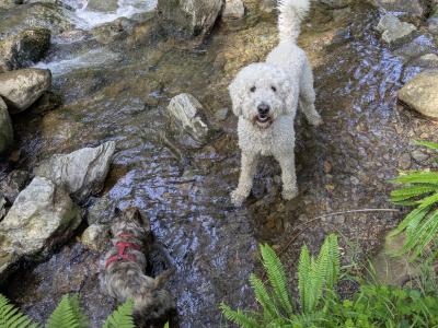 Marvelous Milo the Goldendoodle available for stud in Meath