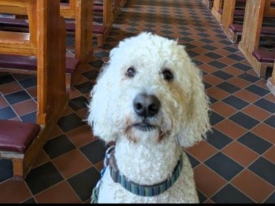 Marvelous Milo the Goldendoodle available for stud in Meath