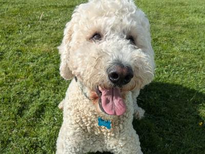 Marvelous Milo the Goldendoodle available for stud in Meath