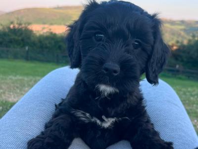 Beautiful Black Cocker Spaniel