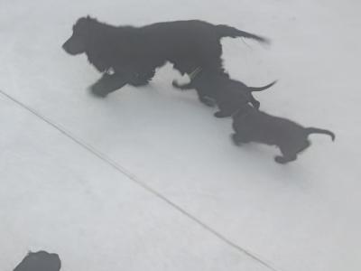 Beautiful Black Cocker Spaniel