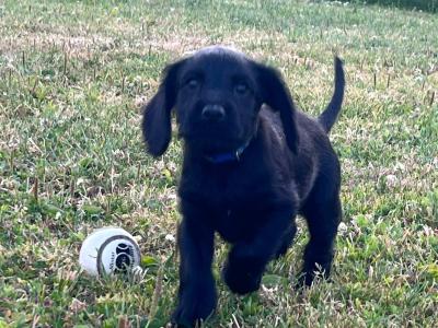 Beautiful Black Cocker Spaniel