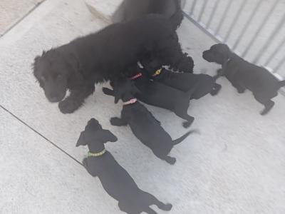 Beautiful Black Cocker Spaniel
