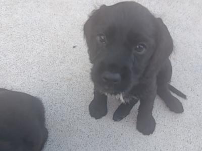 Beautiful Black Cocker Spaniel