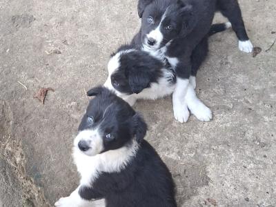 Sheepdog / Border Collie pups for sale