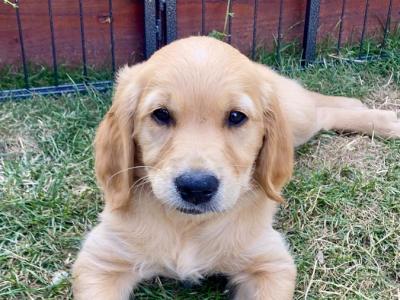 Fluffy Happy Golden Retriever puppies in Wicklow