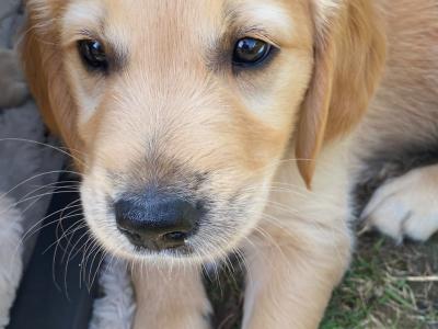 Fluffy Happy Golden Retriever puppies in Wicklow