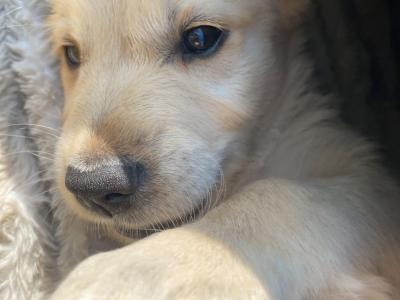 Fluffy Happy Golden Retriever puppies in Wicklow