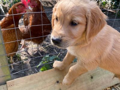 Fluffy Happy Golden Retriever puppies in Wicklow