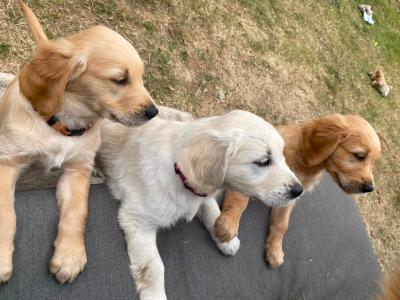 Fluffy Happy Golden Retriever puppies in Wicklow