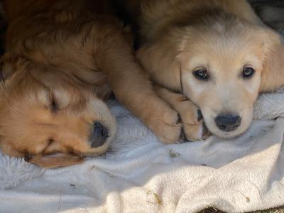 Fluffy Happy Golden Retriever puppies in Wicklow