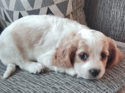 Adorable Charles x Cocker Spaniel  puppies in Limerick