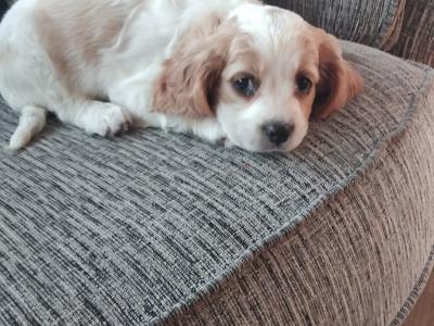 Adorable puppies