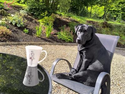 Labrador for Stud