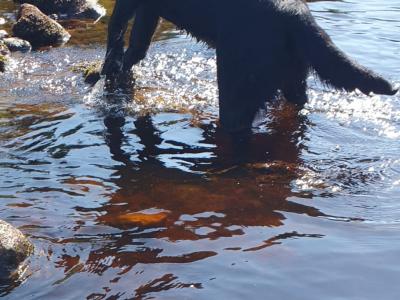 Labrador for Stud