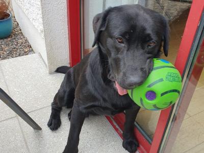 Labrador for Stud