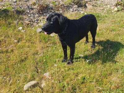 Labrador for Stud