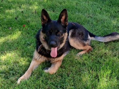 One year old female German Shepherd for sale.  Lovely dog. Lead , house, and travel  trained.