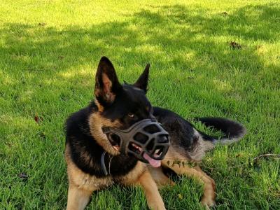 One year old female German Shepherd for sale.  Lovely dog. Lead , house, and travel  trained.