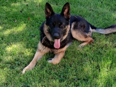 One year old female German Shepherd for sale.  Lovely dog. Lead , house, and travel  trained.