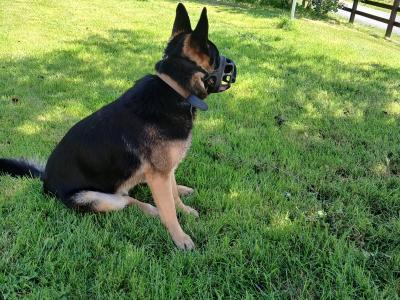 One year old female German Shepherd for sale.  Lovely dog. Lead , house, and travel  trained.