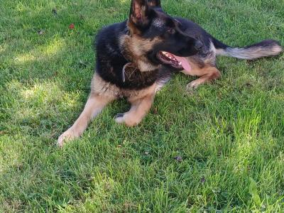 One year old female German Shepherd for sale.  Lovely dog. Lead , house, and travel  trained.