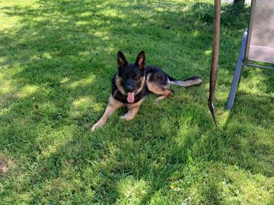 One year old female German Shepherd for sale.  Lovely dog. Lead , house, and travel  trained.