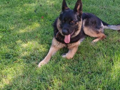 One year old female German Shepherd for sale.  Lovely dog. Lead , house, and travel  trained.