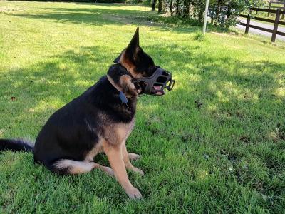 One year old female German Shepherd for sale.  Lovely dog. Lead , house, and travel  trained.