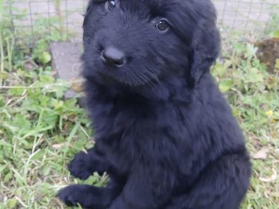 Newfoundland X puppies in Leitrim