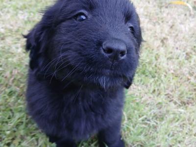 Newfoundland X puppies in Leitrim
