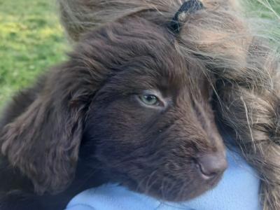 Newfoundland X puppies in Leitrim