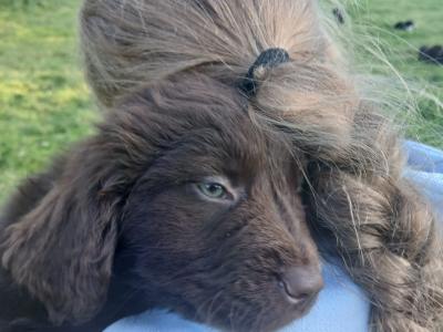 Newfoundland X puppies in Leitrim