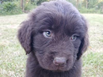 Newfoundland X puppies in Leitrim