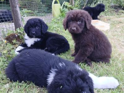Newfoundland X puppies in Leitrim
