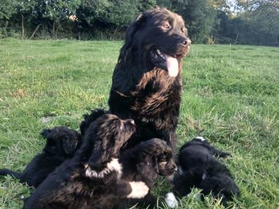 Newfoundland X puppies in Leitrim