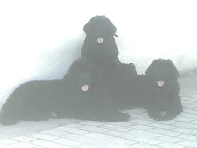 Newfoundland X puppies in Leitrim