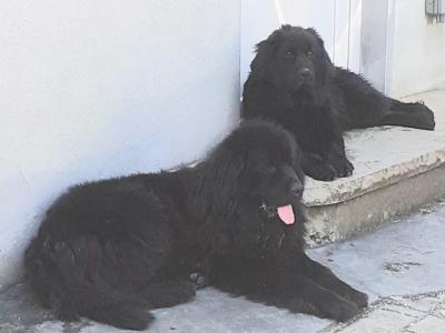 Newfoundland X puppies in Leitrim