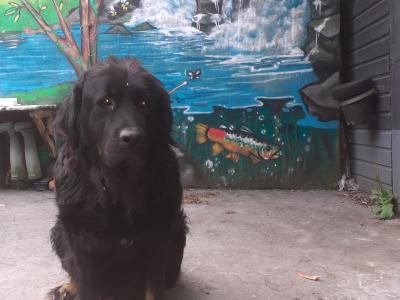 Newfoundland X puppies in Leitrim