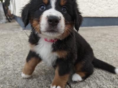 IKC Registered (pending) Bernese Mountain Dog puppies in Donegal