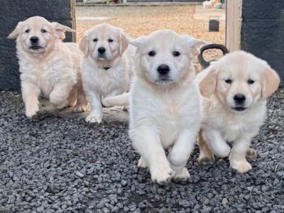 Purebred female Golden Retriever puppies in Limerick