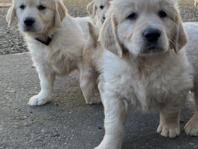 Purebred female Golden Retriever puppies in Limerick