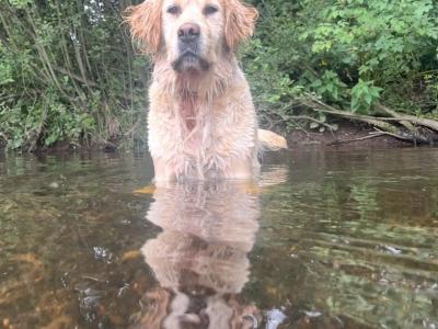 Purebred female Golden Retriever puppies in Limerick