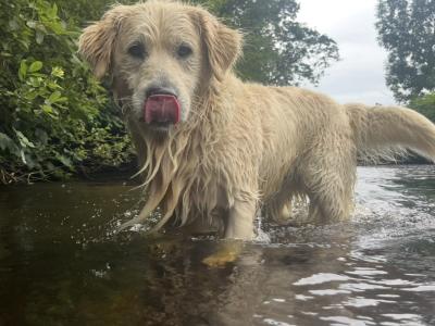 Purebred female Golden Retriever puppies in Limerick