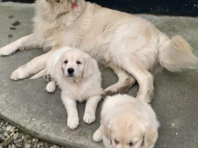 Purebred female Golden Retriever puppies in Limerick